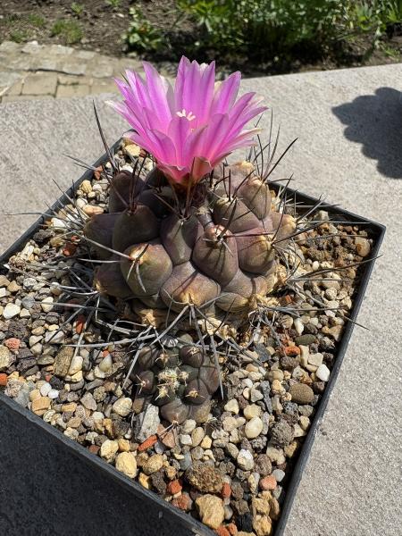 Thelocactus buekii